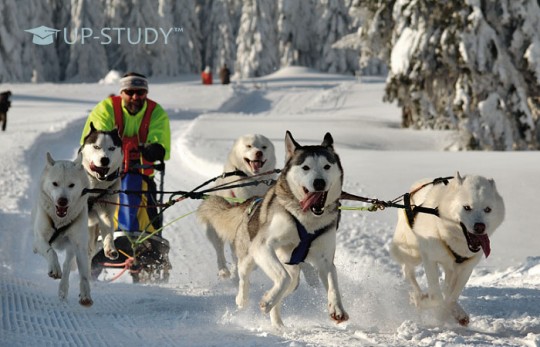 Незвичайні види спорту, в яких полякам немає рівних!