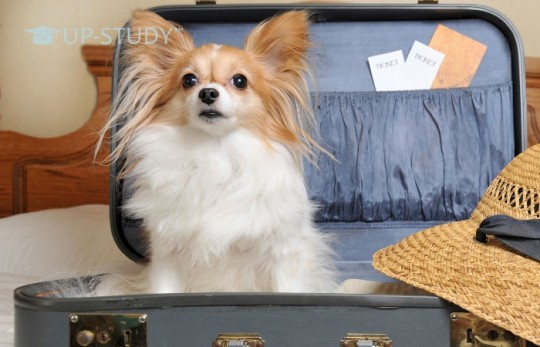 Як взяти з собою на навчання улюблену домашню тварину?